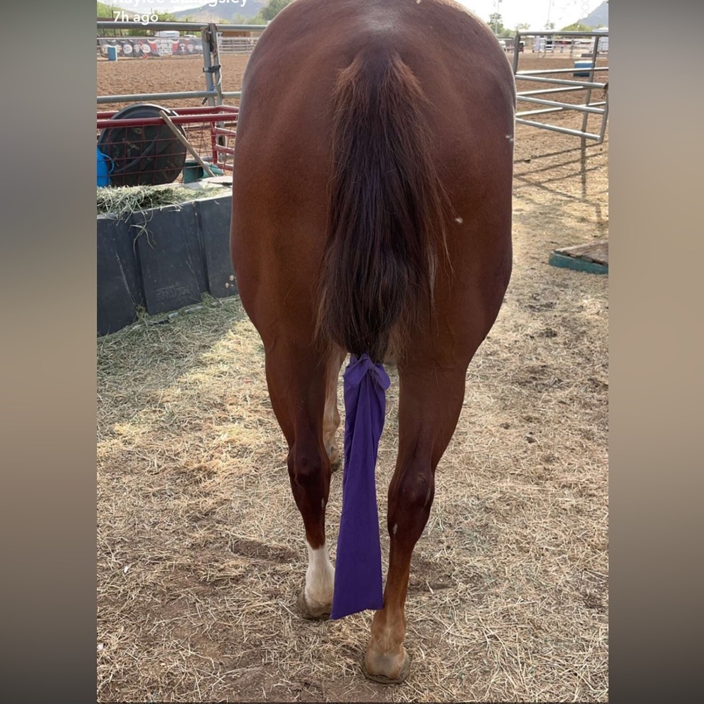 Horse tail bag